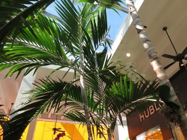 Stores and palms.