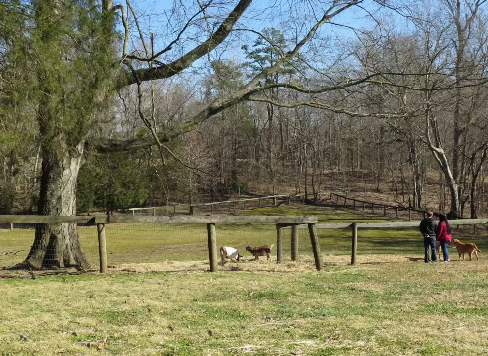 Field where you go to see the goats.