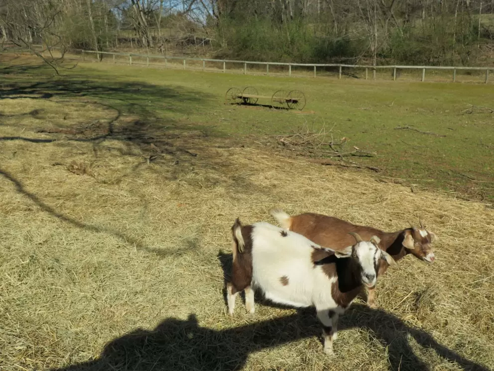 Goats!!