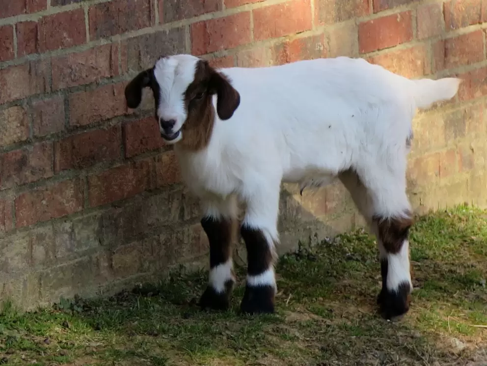 Little baby goat.