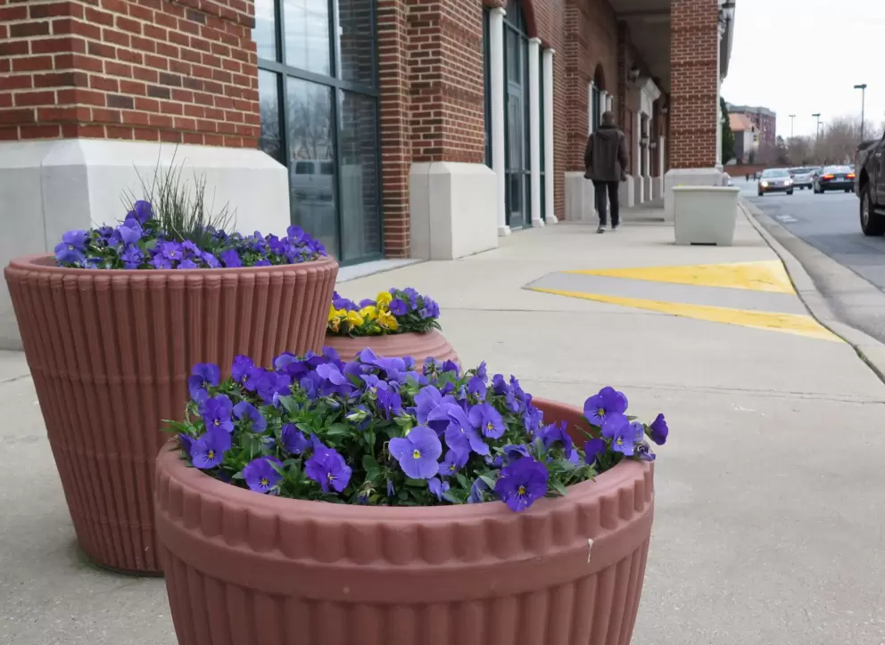 Flowers outside Barnes and Noble.