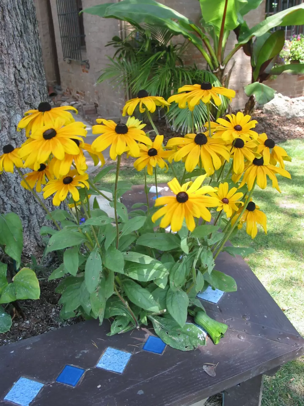 Vibrant colors in the mission gardens. 