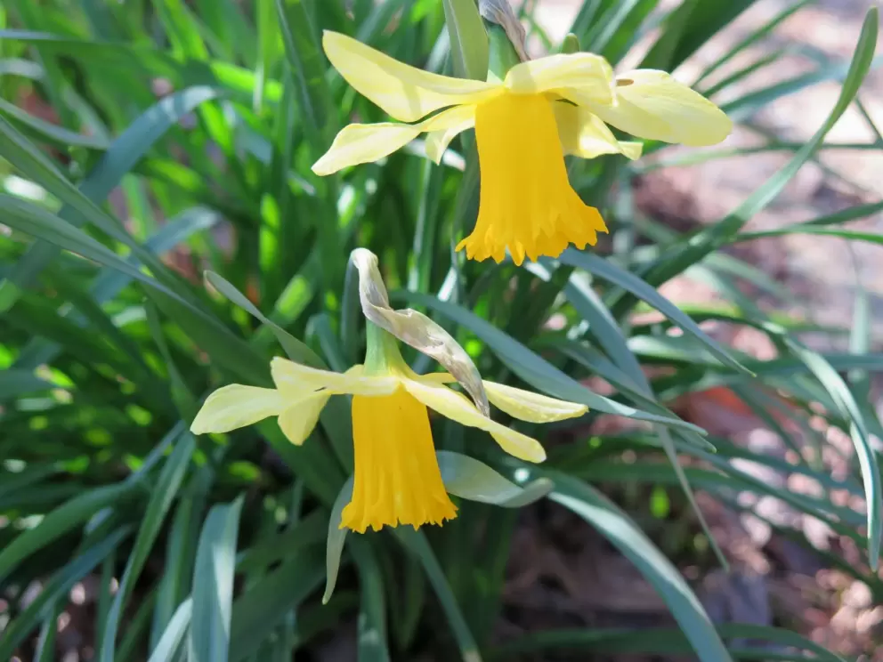 Perfect daffodils! In February.