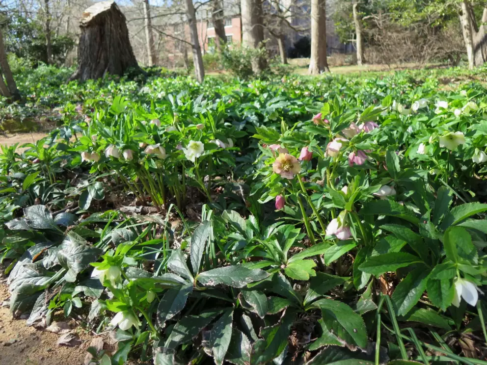 Hellebores galore, along the path, in February.