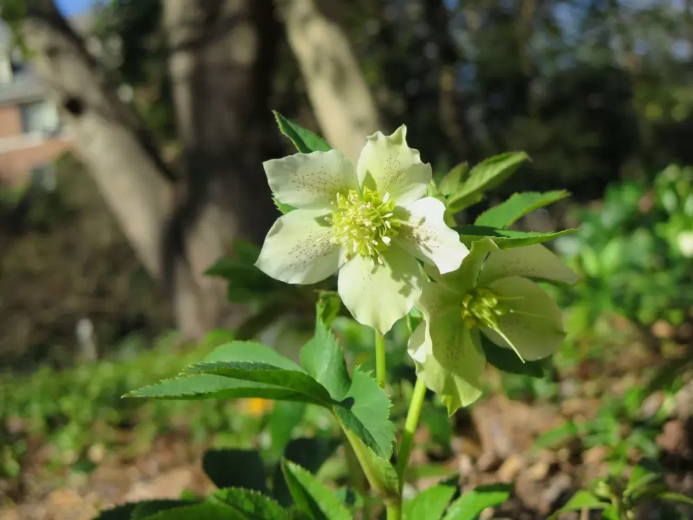 Hellebore flower.