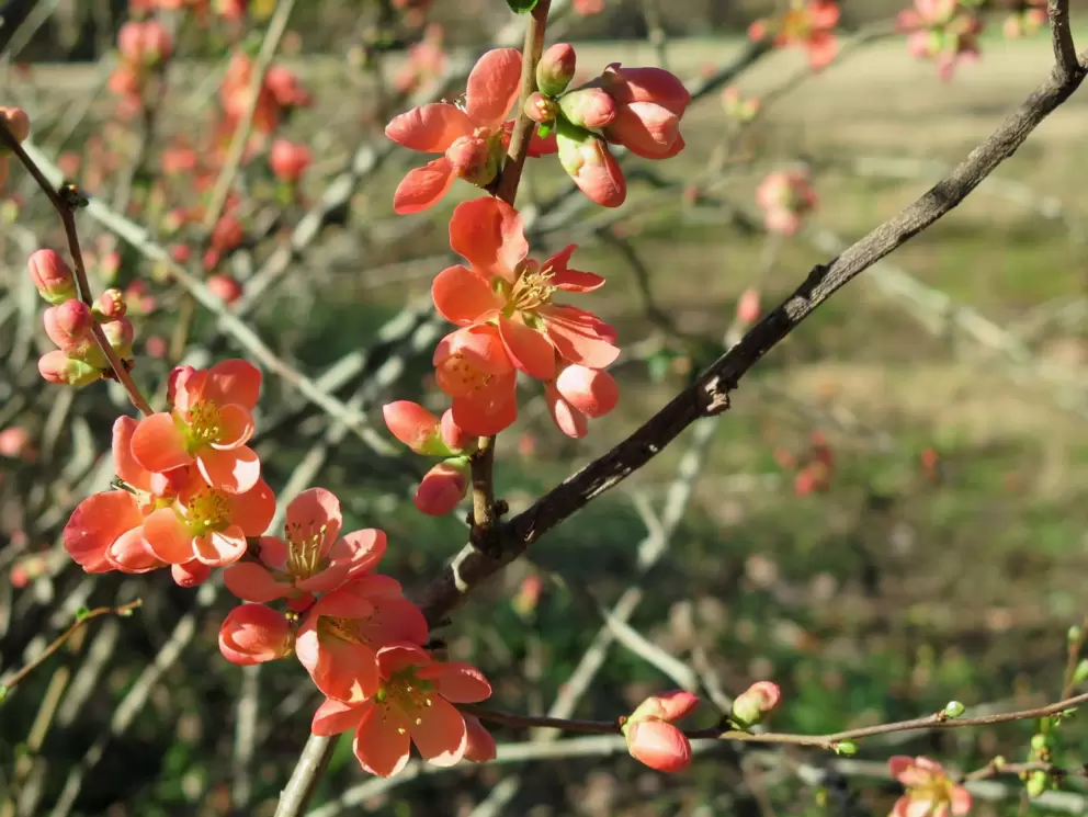 Blossoming wintertime tree.