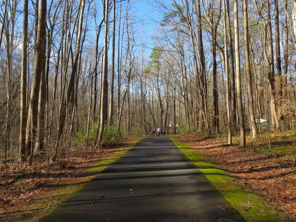 Trail in the woods with mossy border.