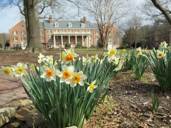 Daffodils along Raleigh Rd, across from Coker Arboretum. 