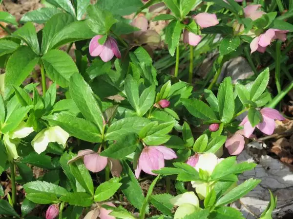 Hellebore flowers in February.