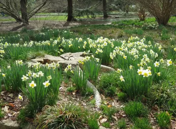 Daffodils in February, with tree stump.