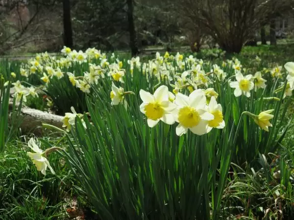 Daffodils catching the light.
