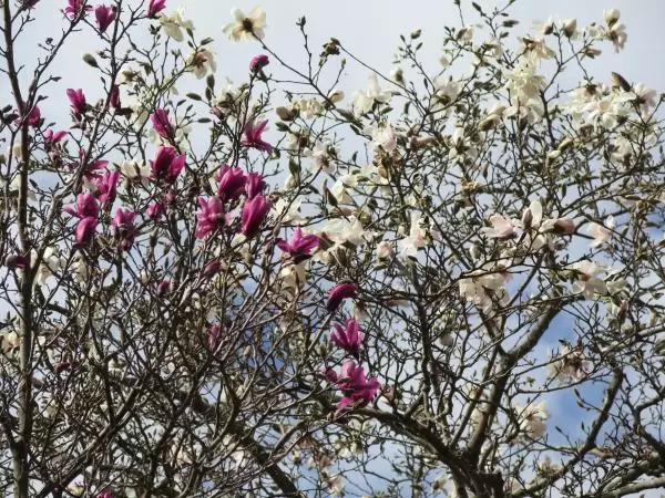 Purple and white blossoms in February.