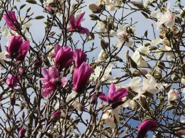Purple and white blossoms.