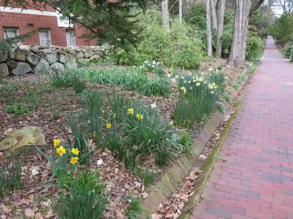 Daffodils along the path, on the north end of Coker Arboretum.