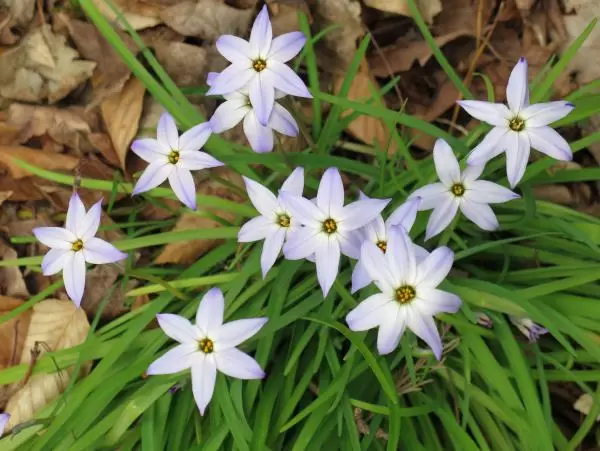 Purple flowers along the path.