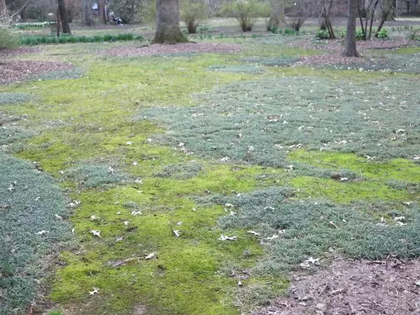 Mix of grasses in Coker Arboretum.