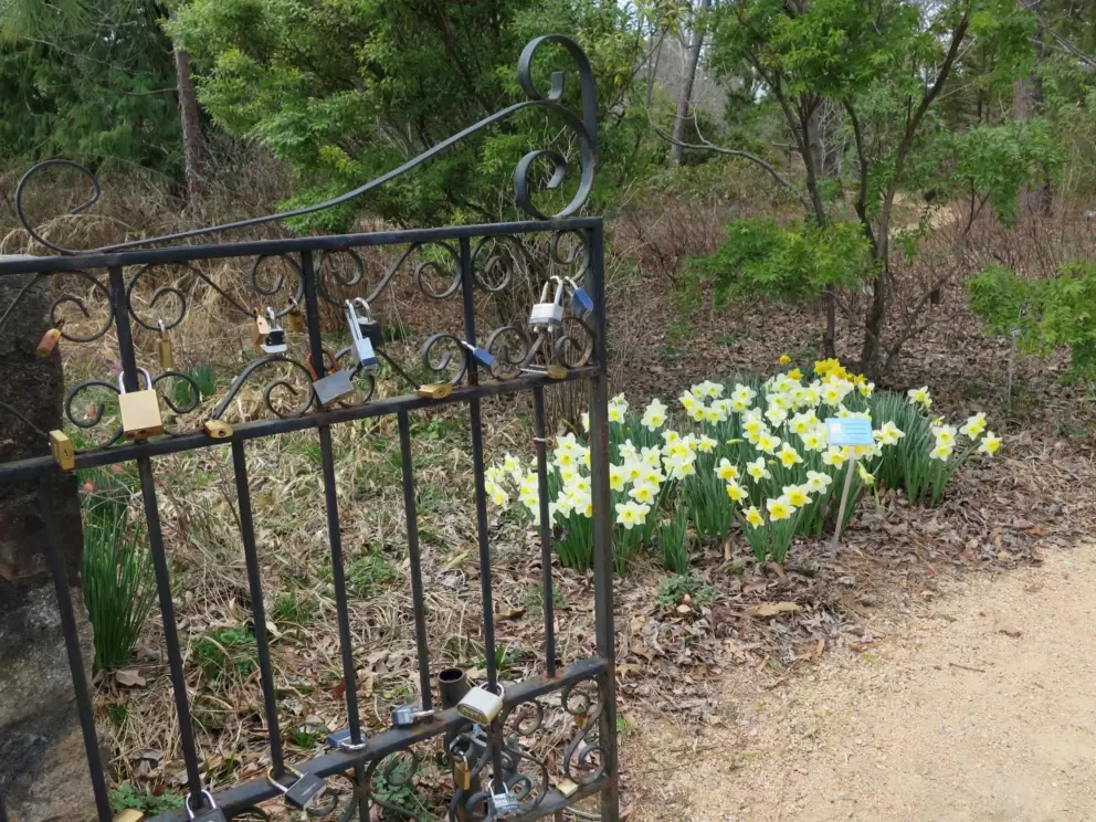 Gate with locks, and daffodils.