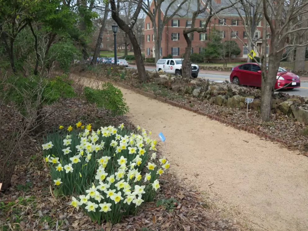 Daffodils are so cute, like a bouquet of flowers.