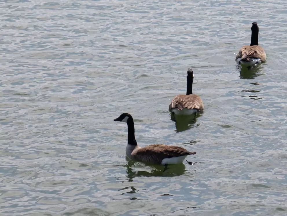 Ducks.