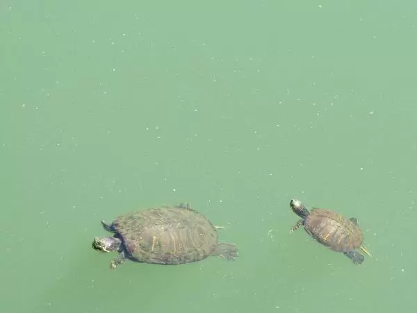 Mother and baby turtle.