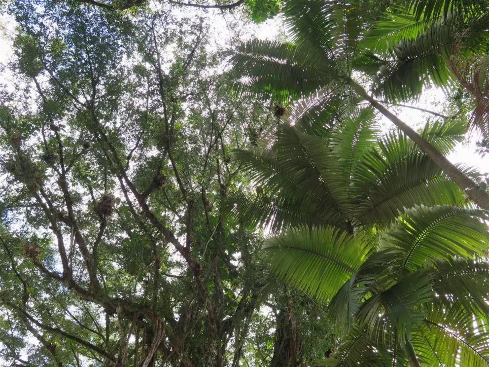 Looking up at wonderful trees!