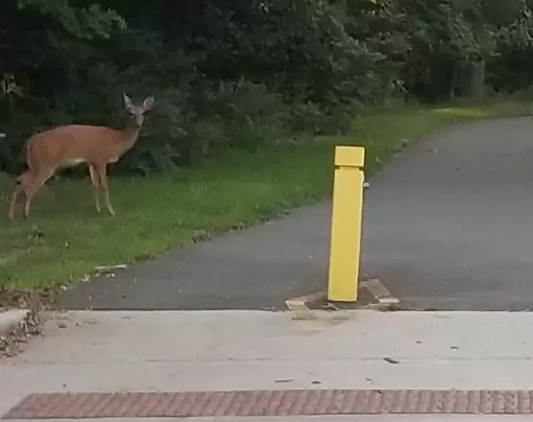 Deer by the Tanyard Branch Trail, near McMasters Street.
