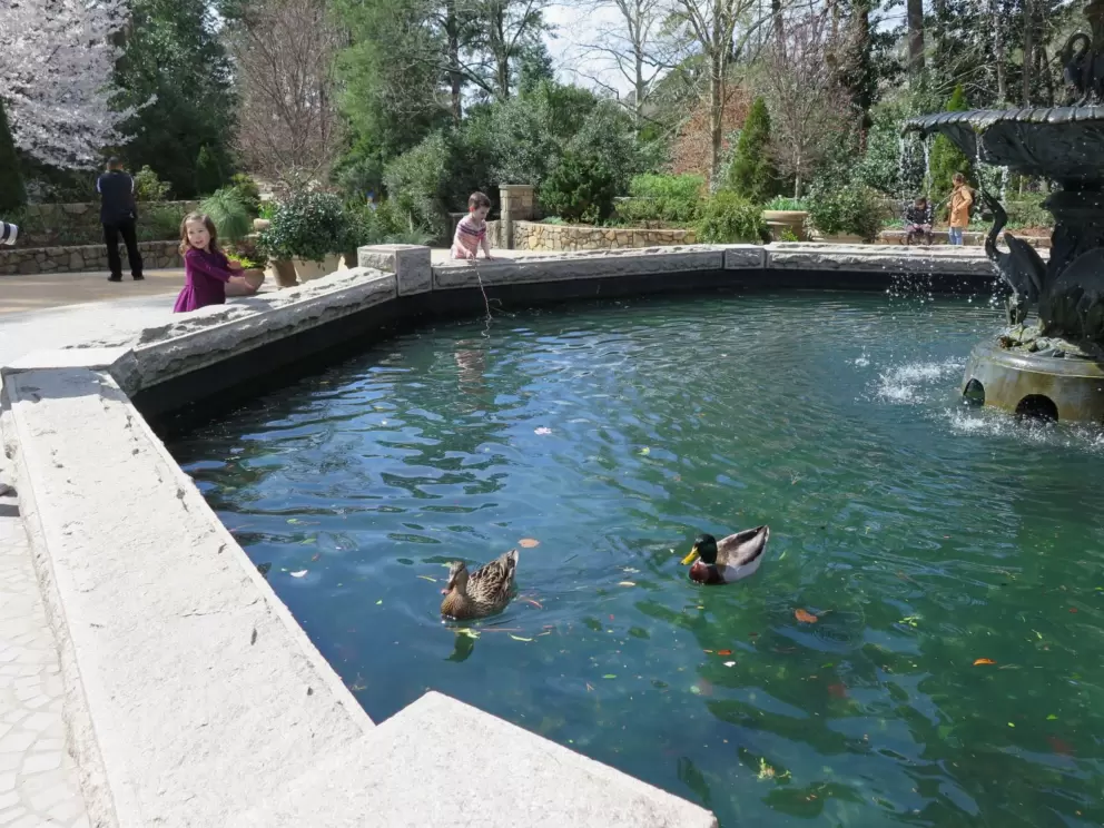 Ducks in the fountain.
