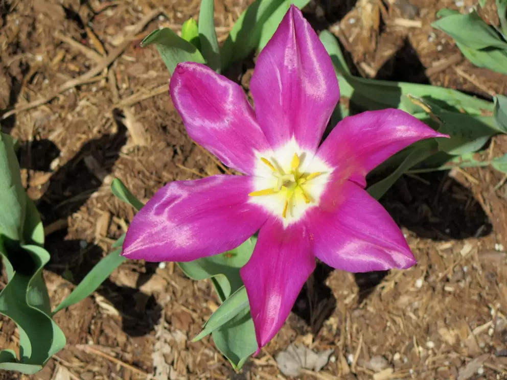 Huge flower.