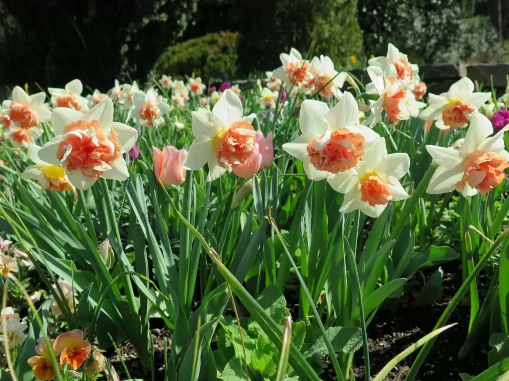 Salmon-colored daffodils! I've never seen these before!! March 16.