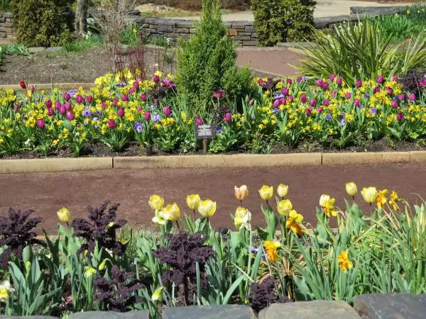 Daffodils in a row.