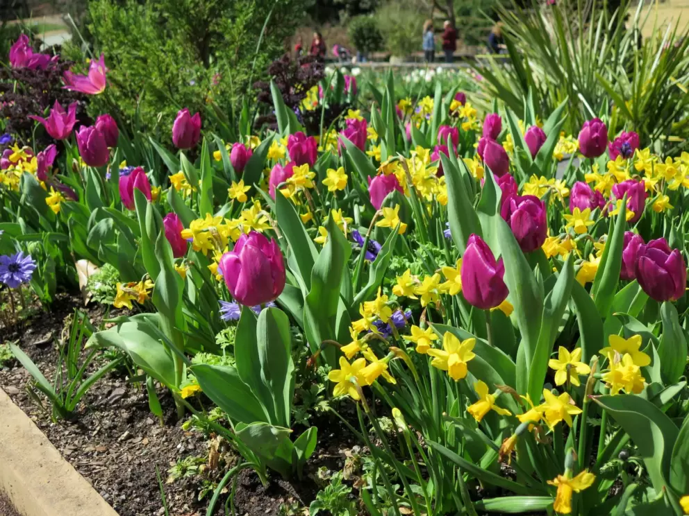 Tulips and tiny daffodils, March 16.