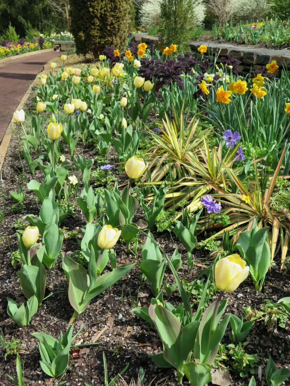 Tulips!