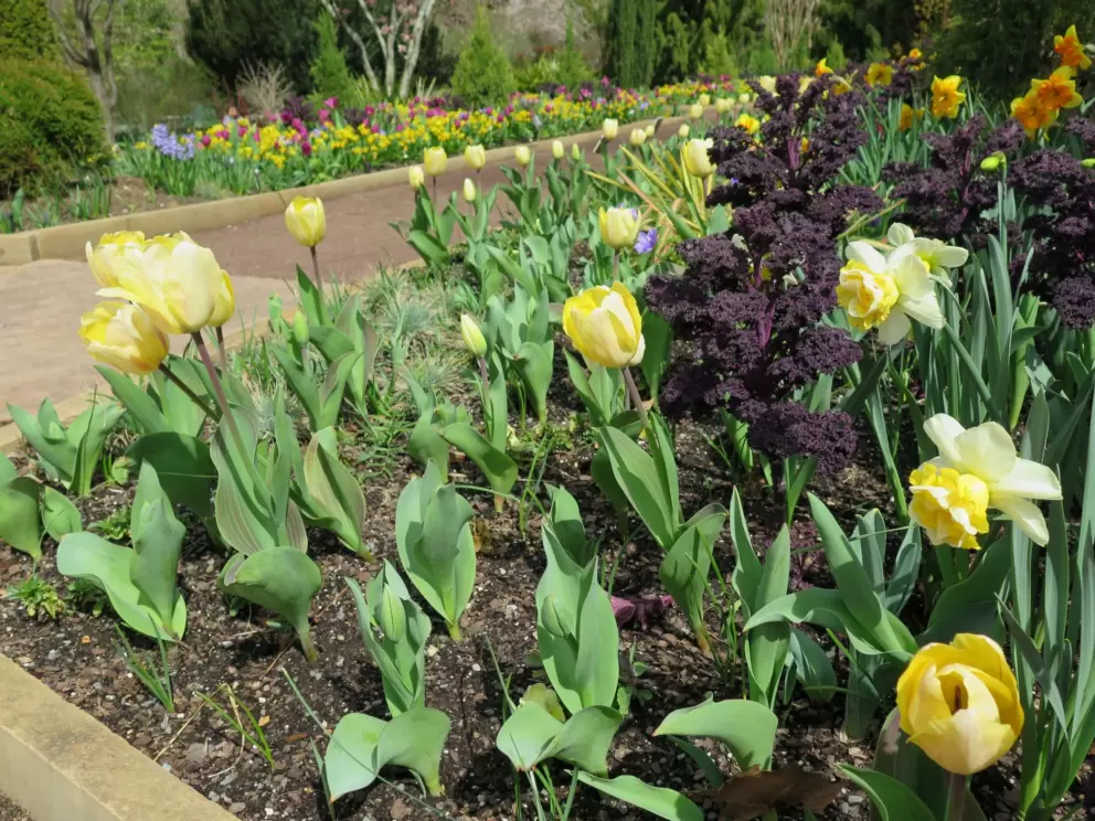 Tulips, daffodils, and kale, March 16.