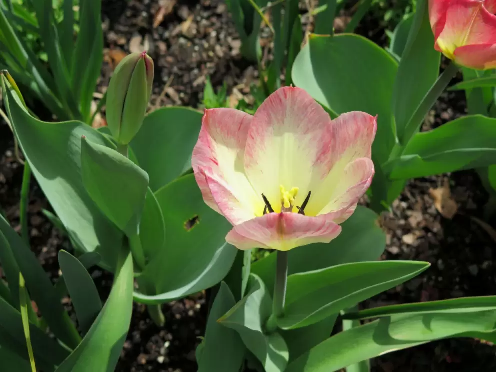 Lovely multi-hued flower.