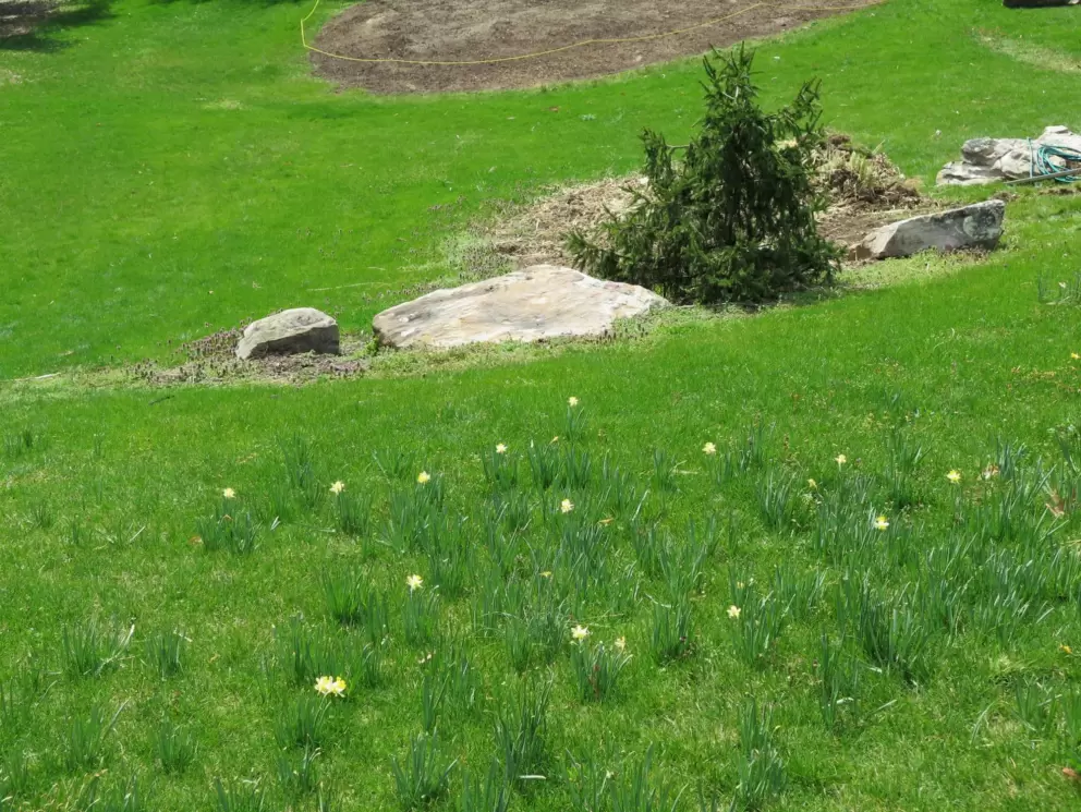 Tiny daffodils on a hill. Makes me think of when I ran down hills of freesias when I was little.
