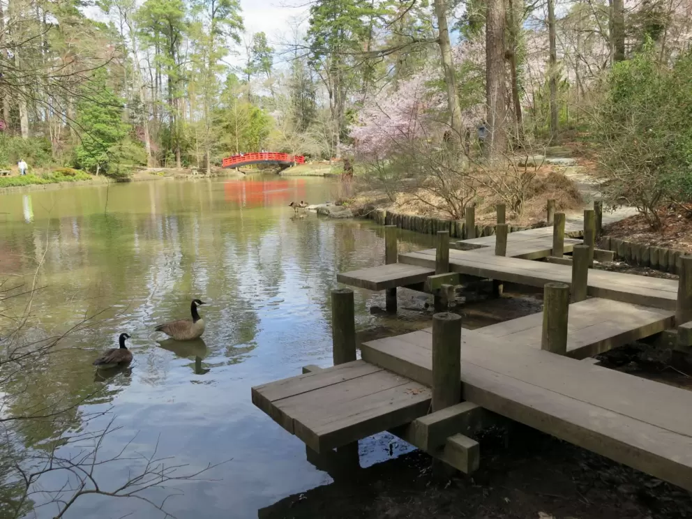 Zigzag path, ducks, blossoming tree, red bridge.