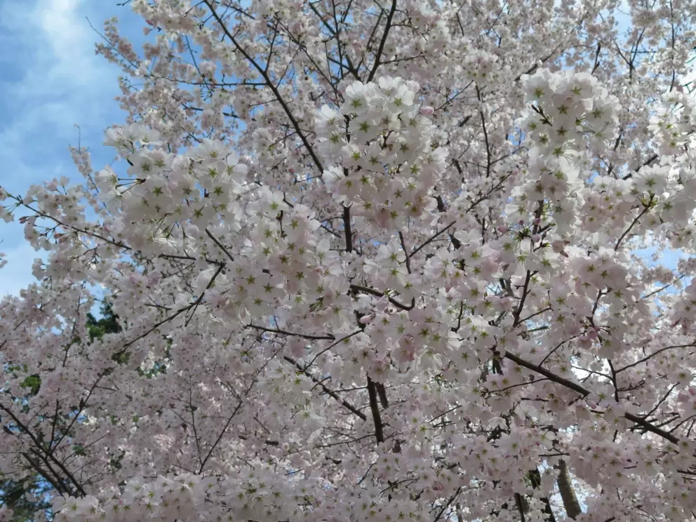 Cherry blossoms against the sky.