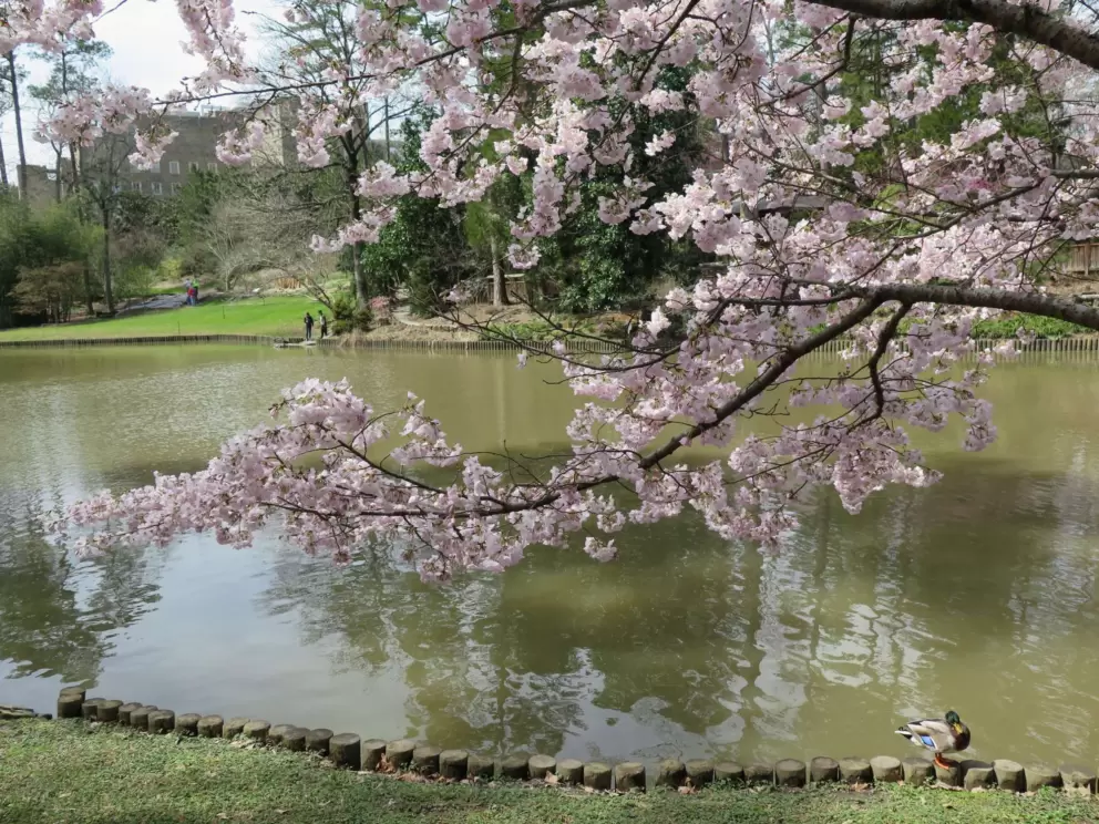 Duck cruising in the lake under a branch full of blossoms.