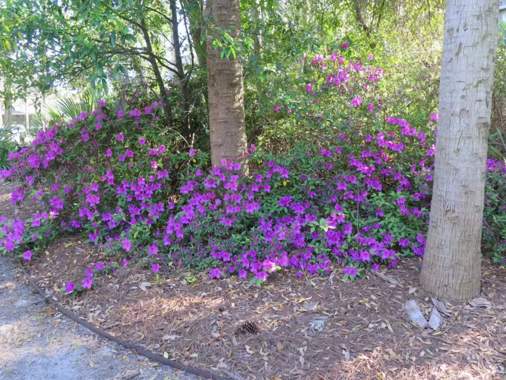 Azalea flowers along the path, end of March.