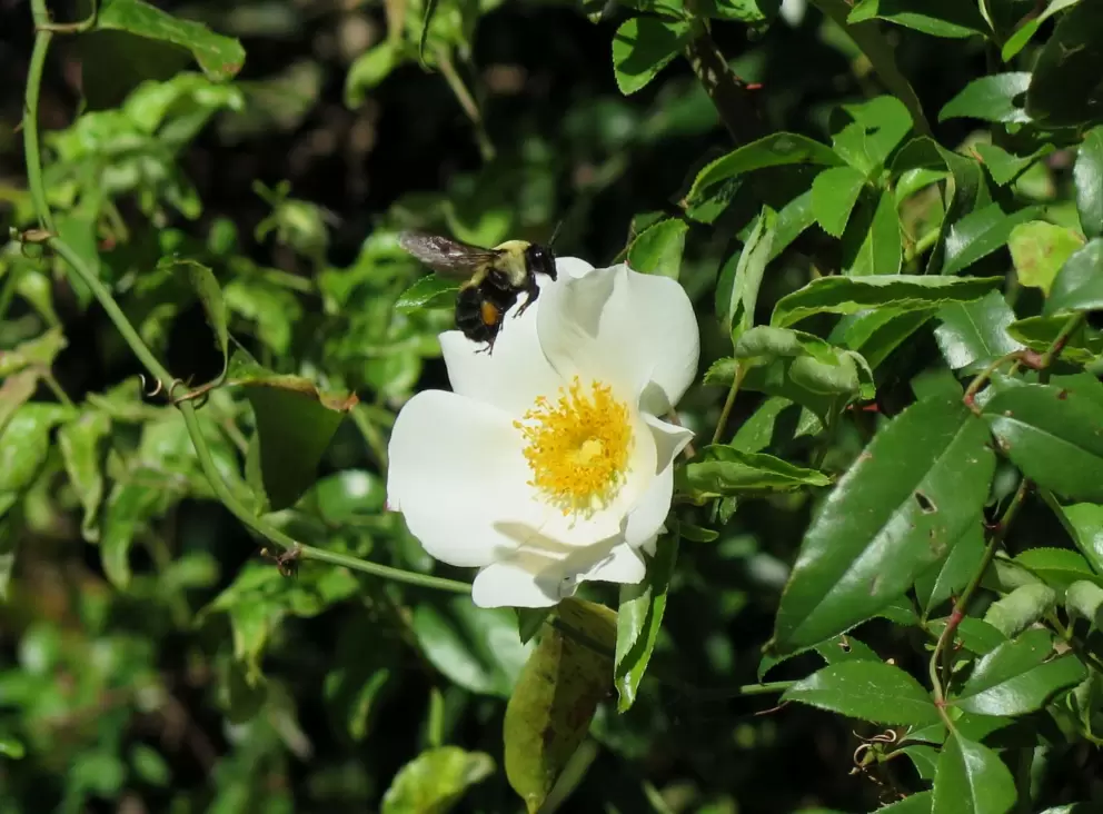 Wasp buzzing above a flower.