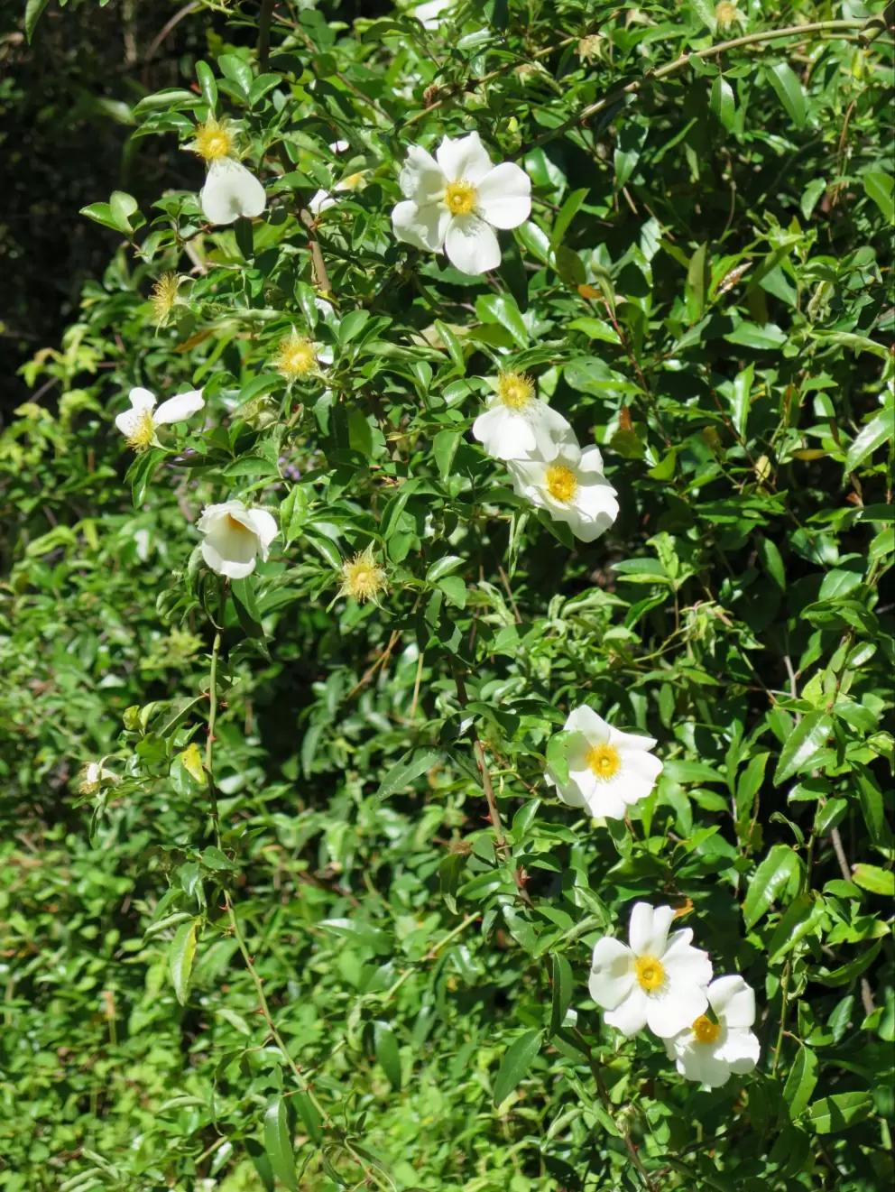 White flowers galore.