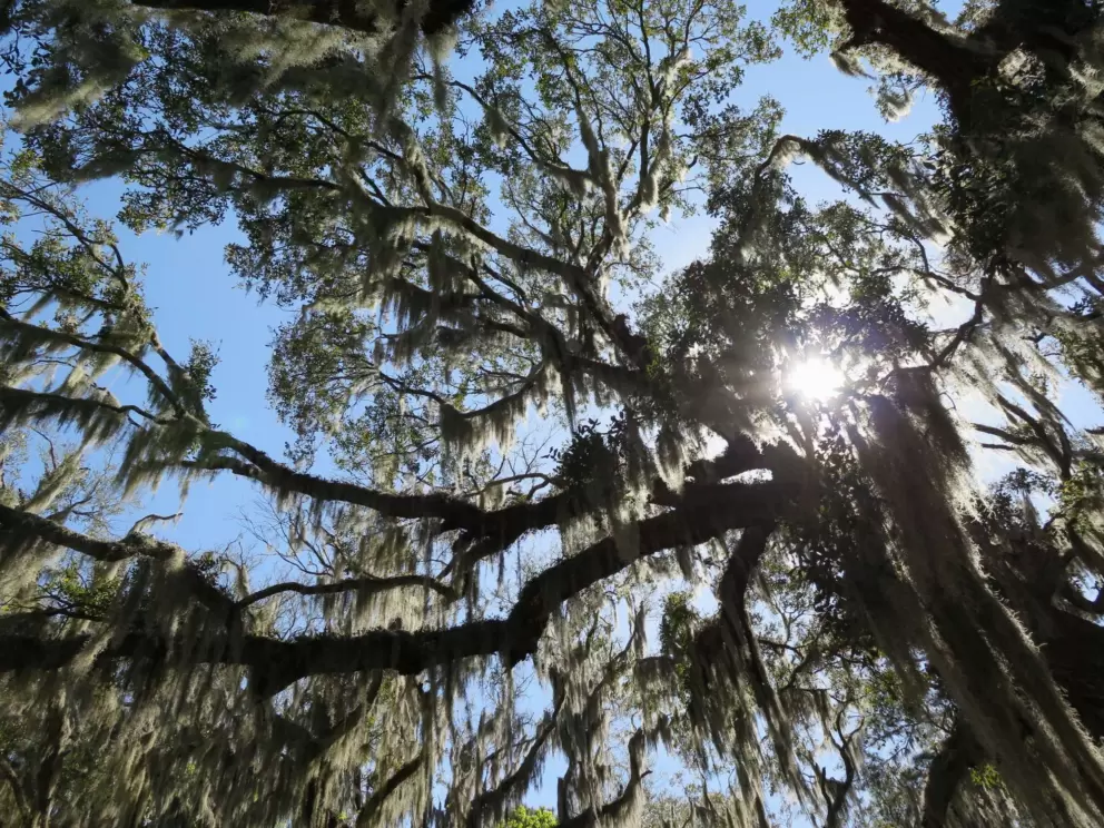 Looking up at Spanish moss.
