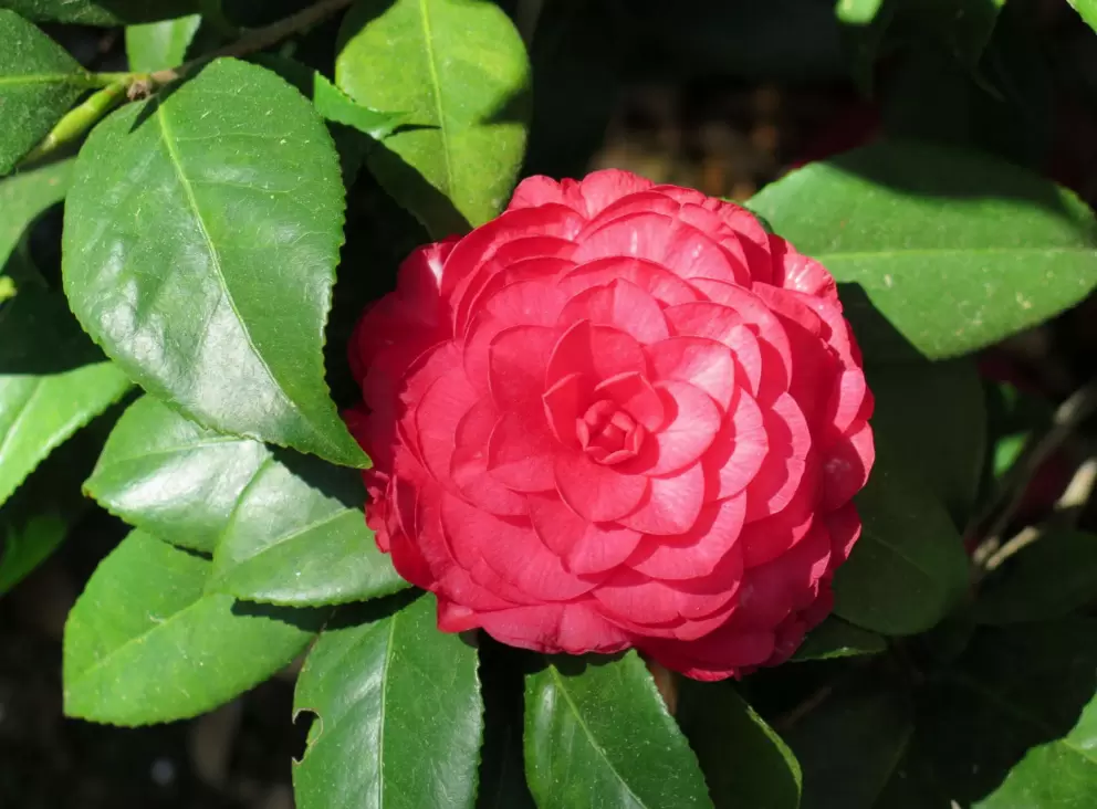 Red camellia.