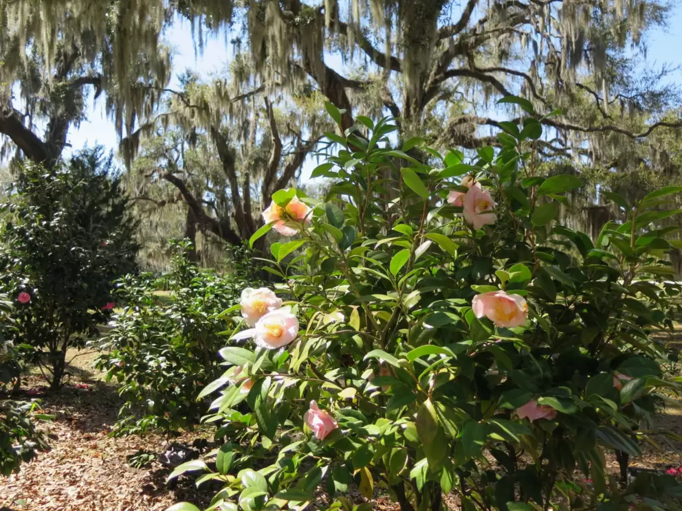 One Alone camellias.