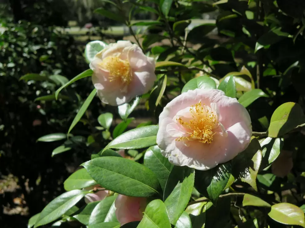 One Alone camellias.