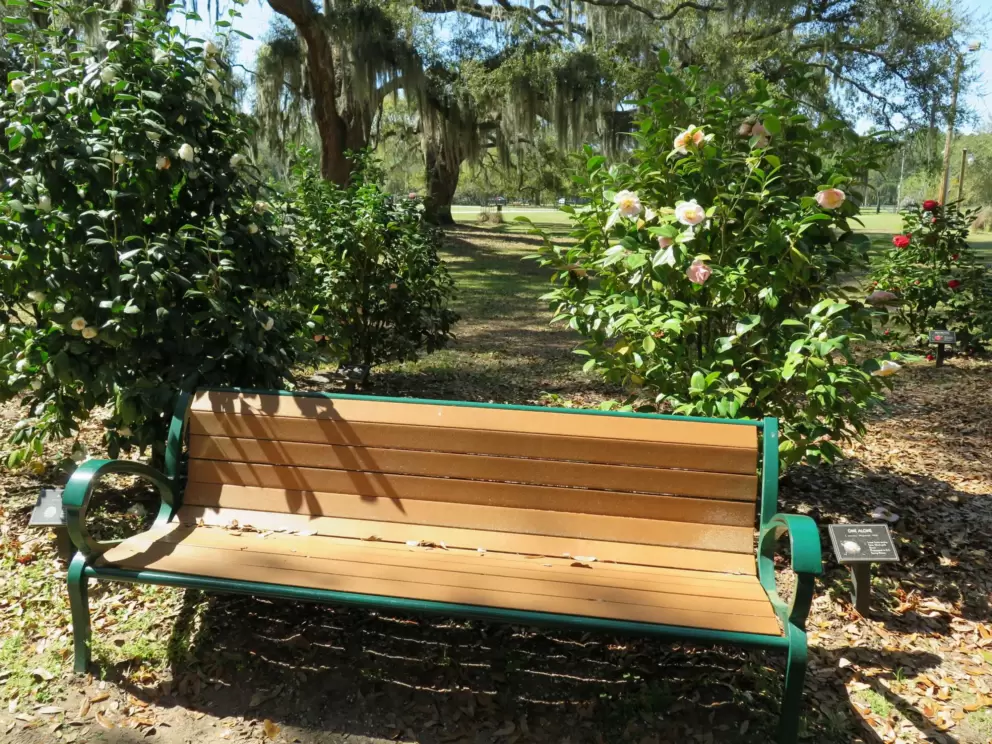 Camellias by a bench.