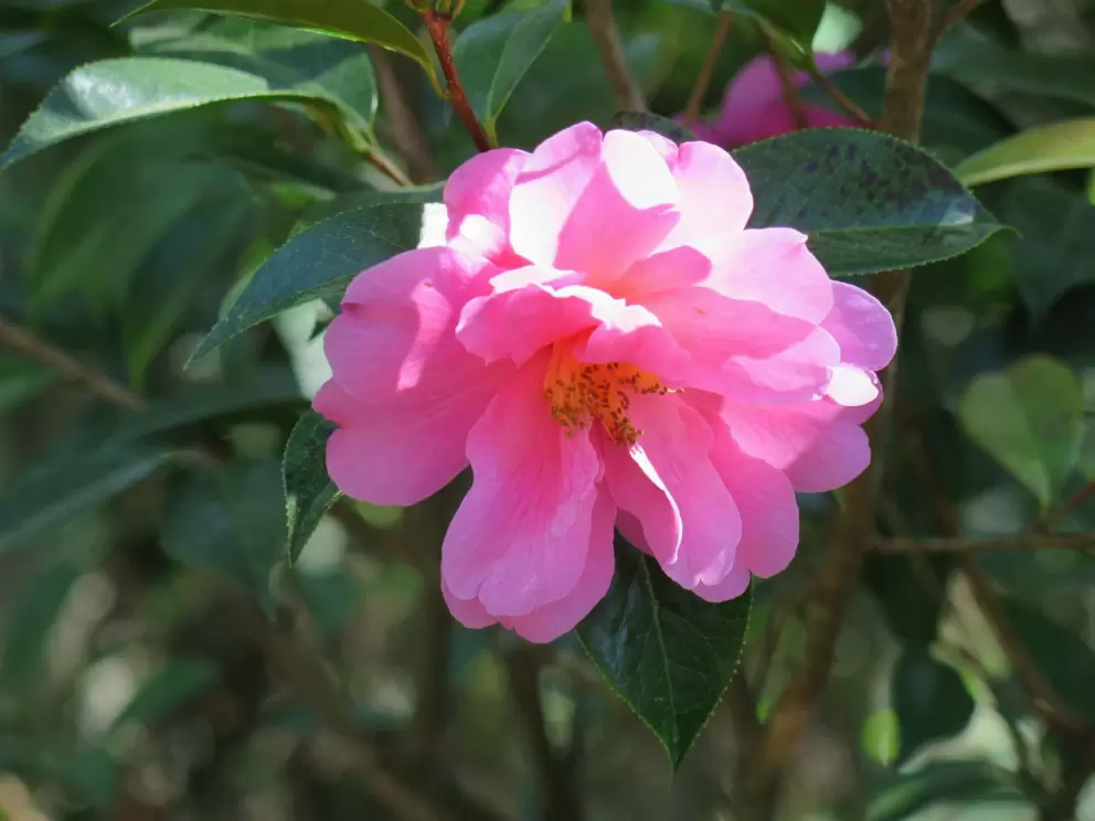 Pink camellia catching the light.