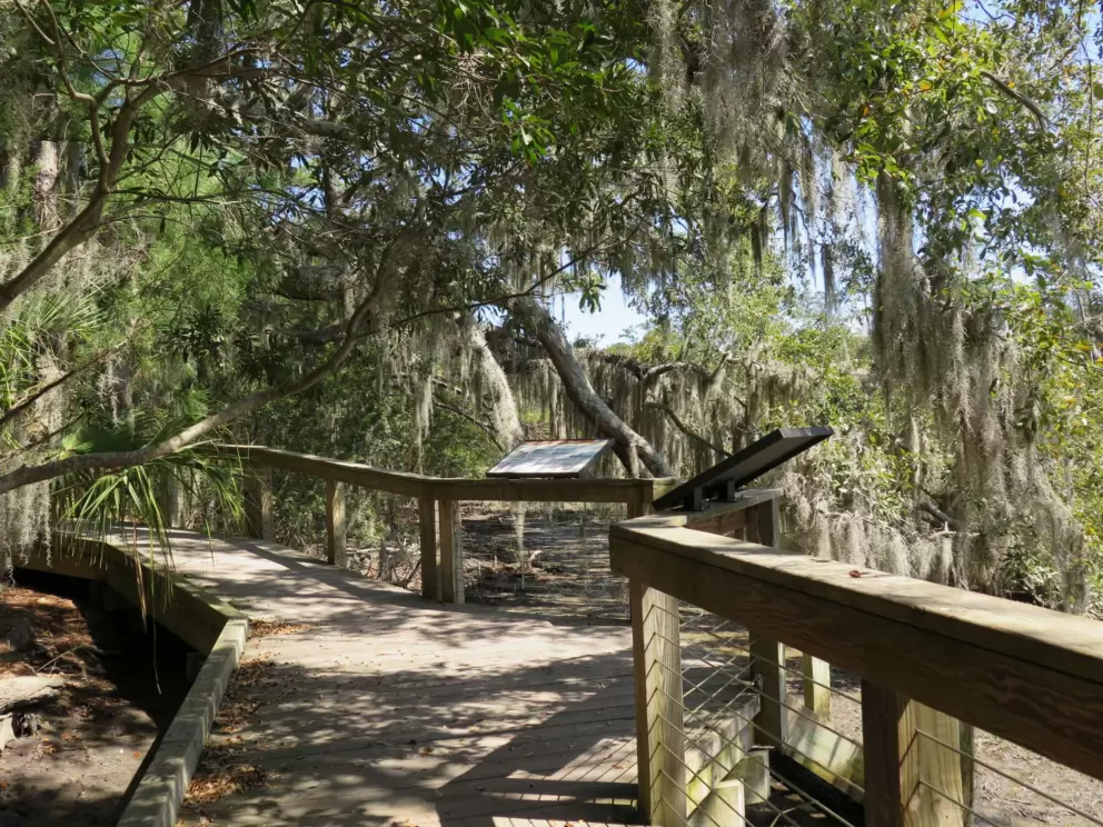 Amazing boardwalk enveloped in trees.