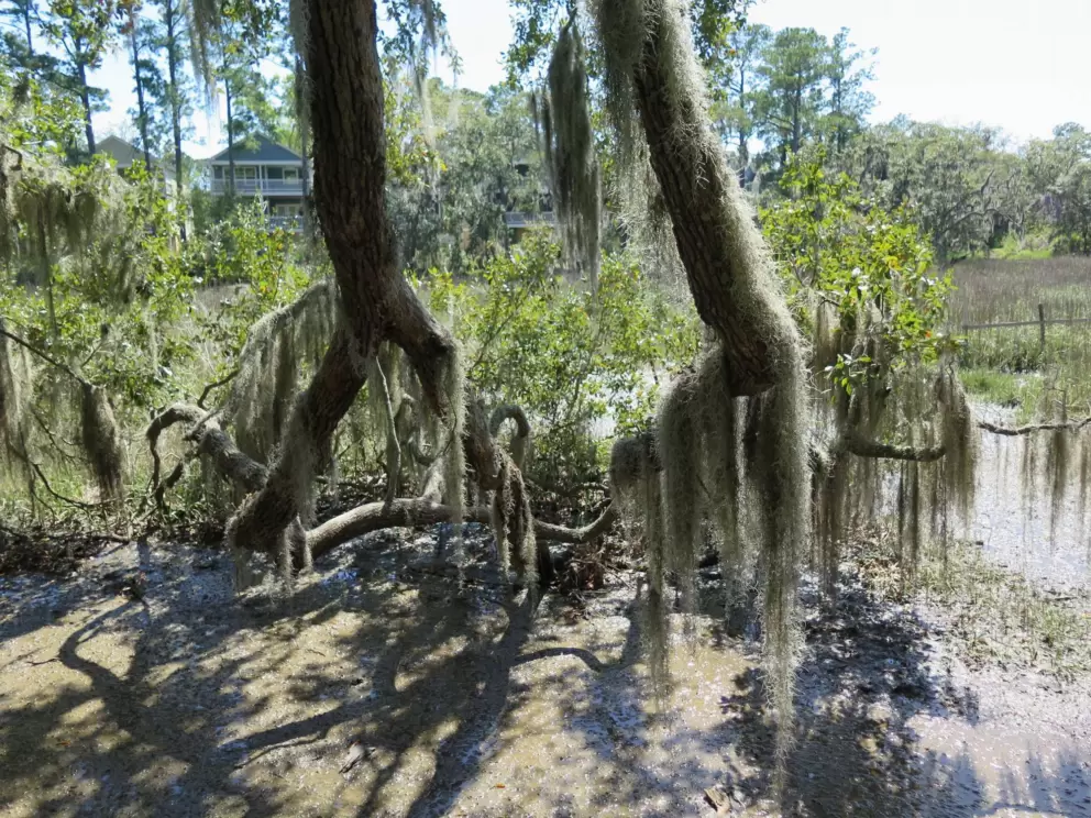 A very Southern look...Spanish moss over a salt marsh.