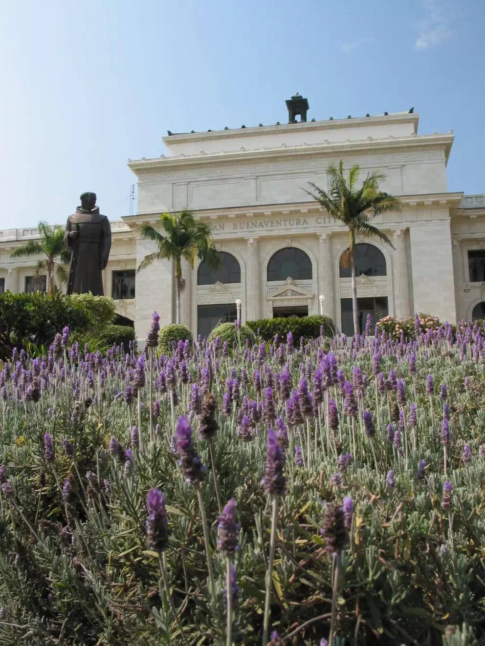 Lavender in front of Ventura's City Hall.